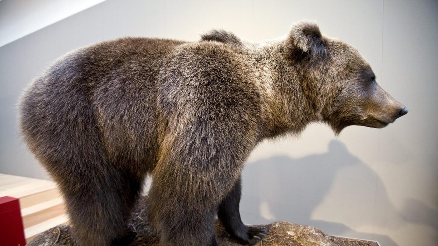 orso al museo di Coira