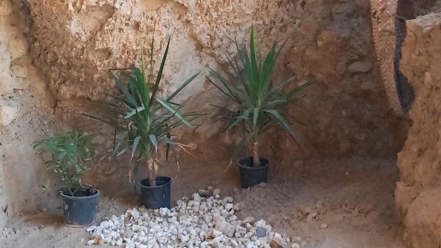 Oasi di Siwa, Egitto