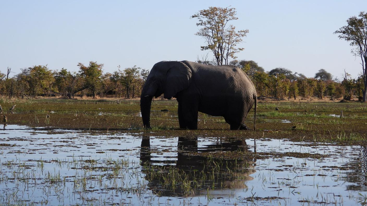 Elefante