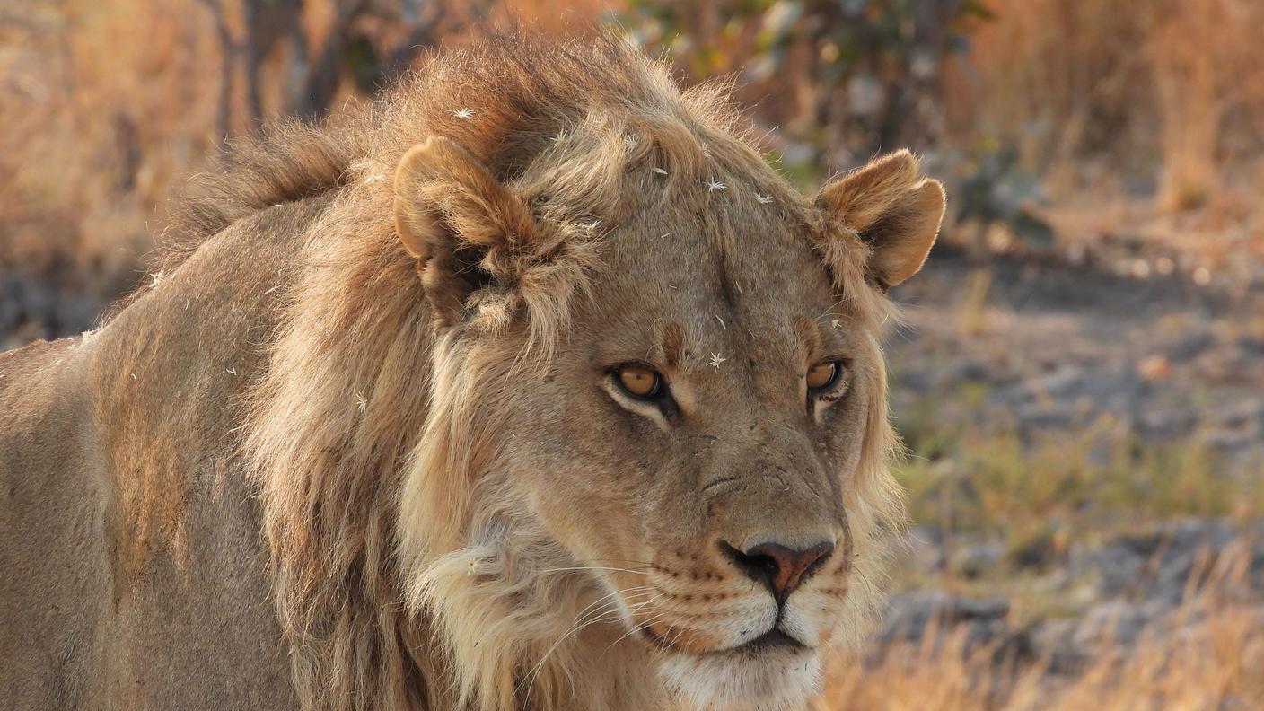 Leone
