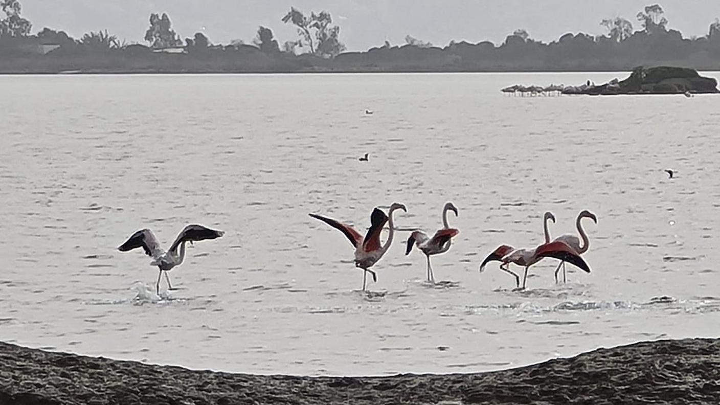 Laguna di Gialova con i fenicotteri