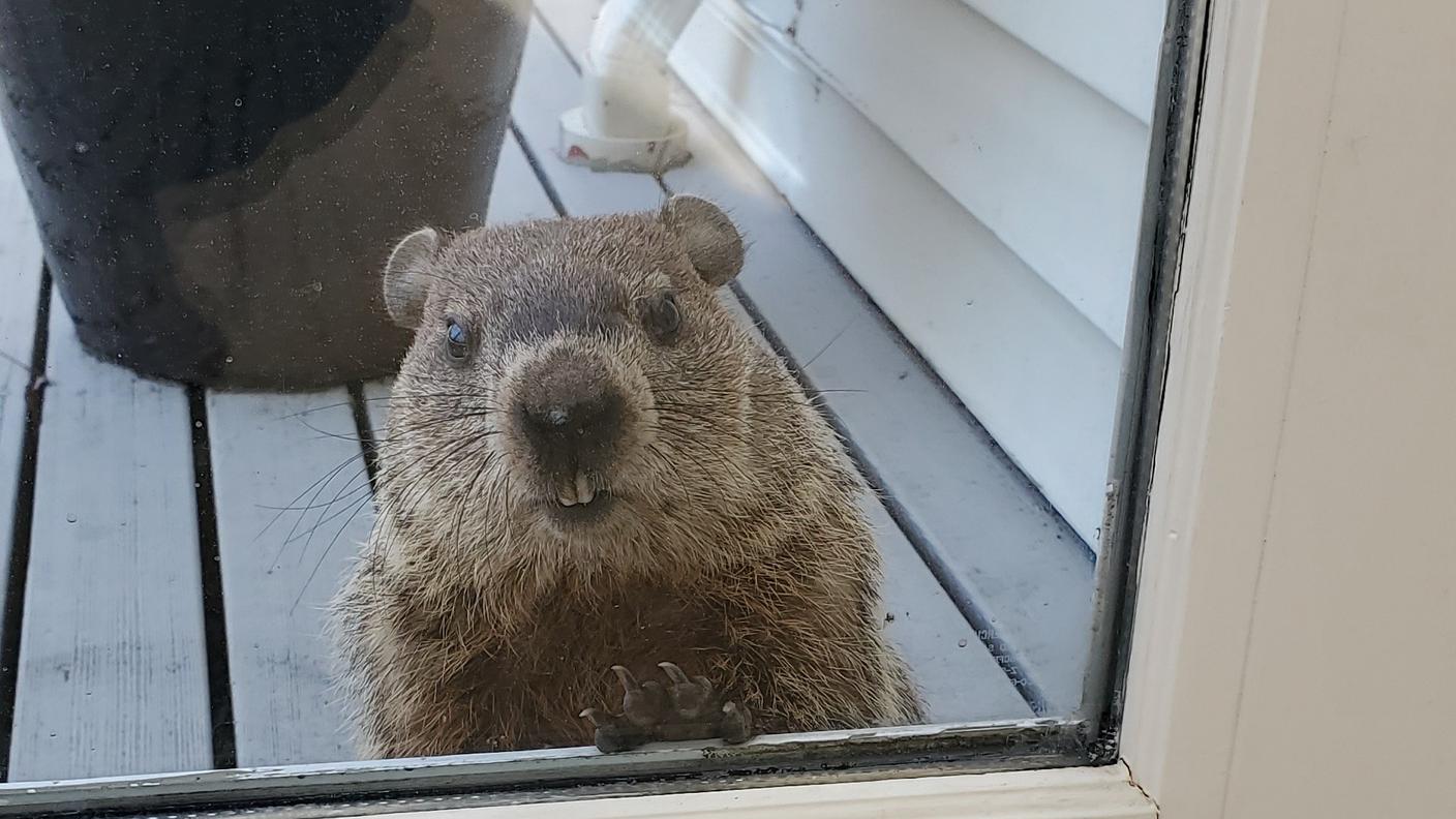 La marmotta che abita nel nostro giardino