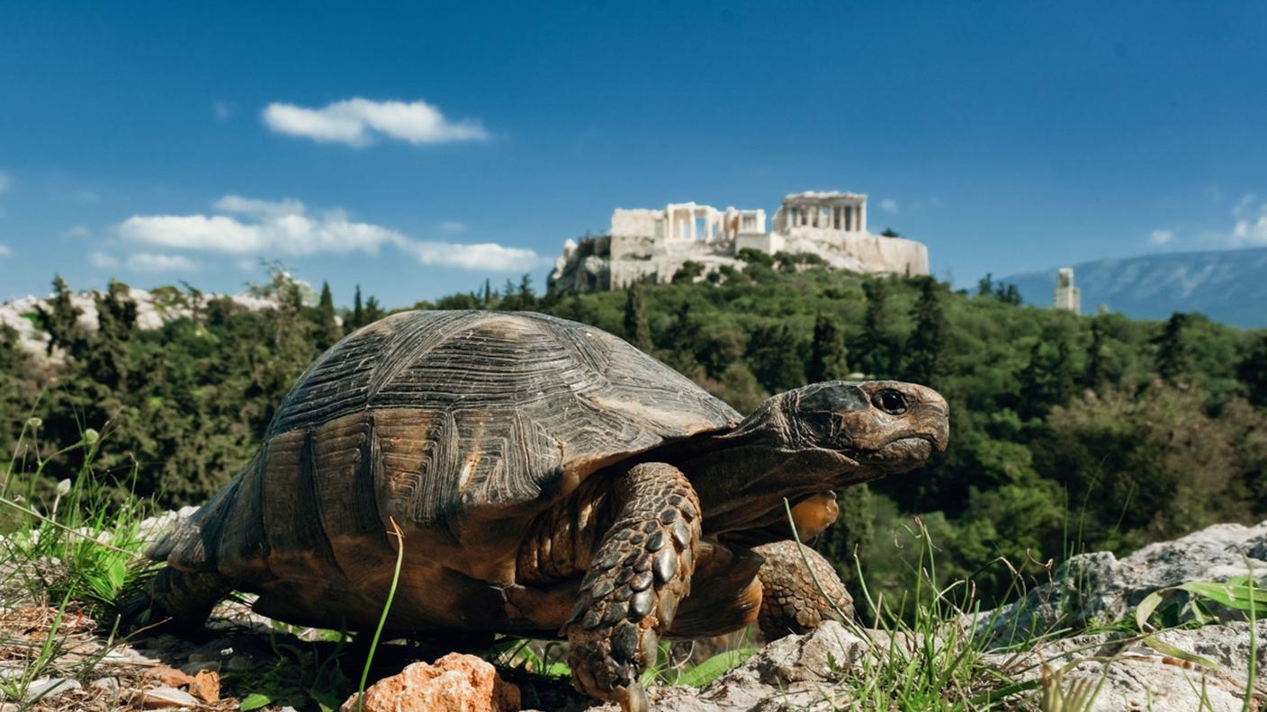 Acropoli e natura