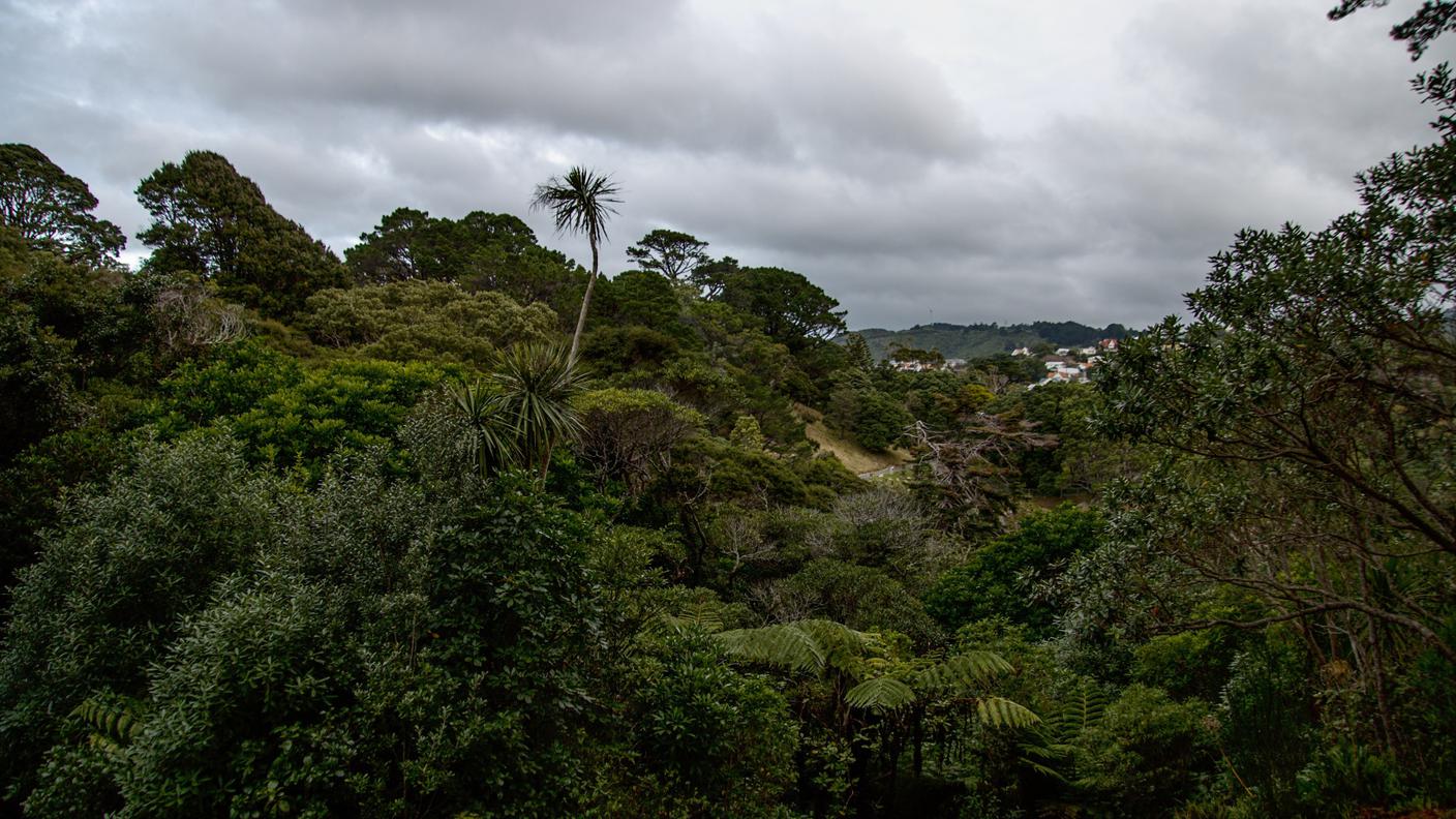 Wellington 1.jpg