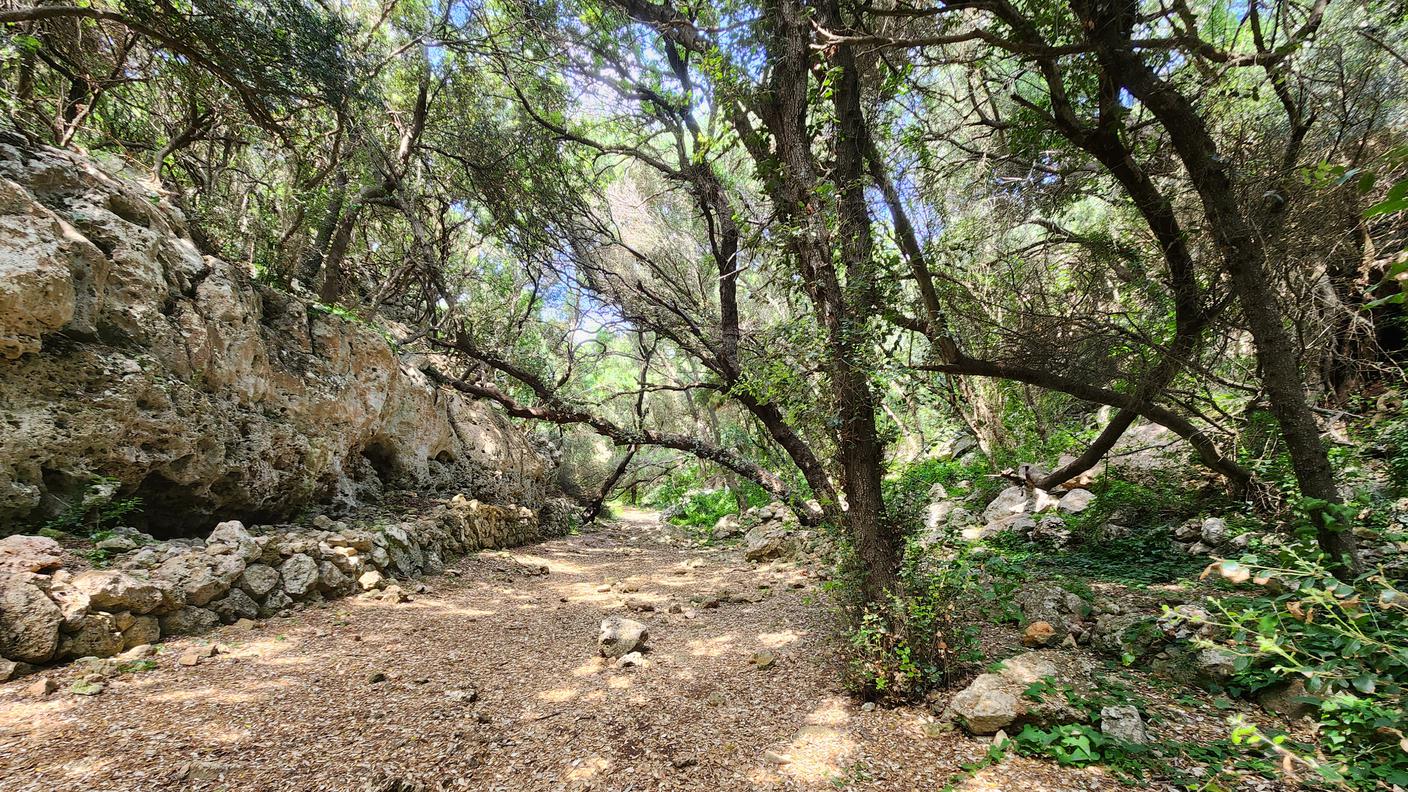 Menorca, Sapagna
