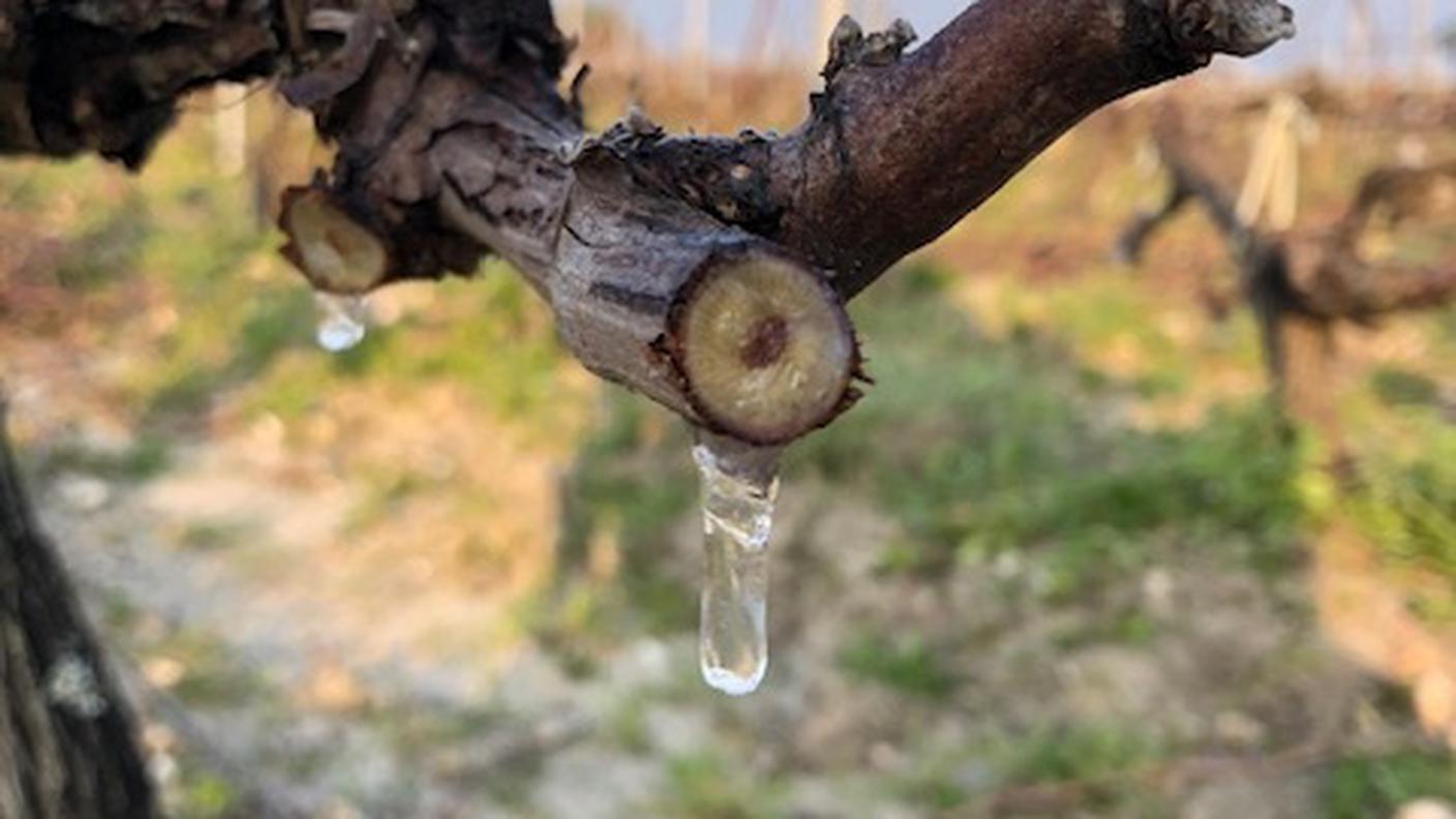 La vigna a Moulis en Medoc