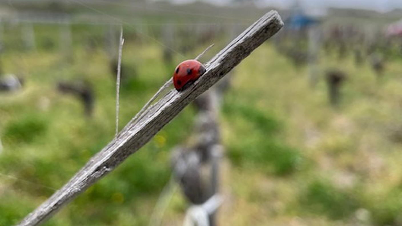 Piccola coccinella