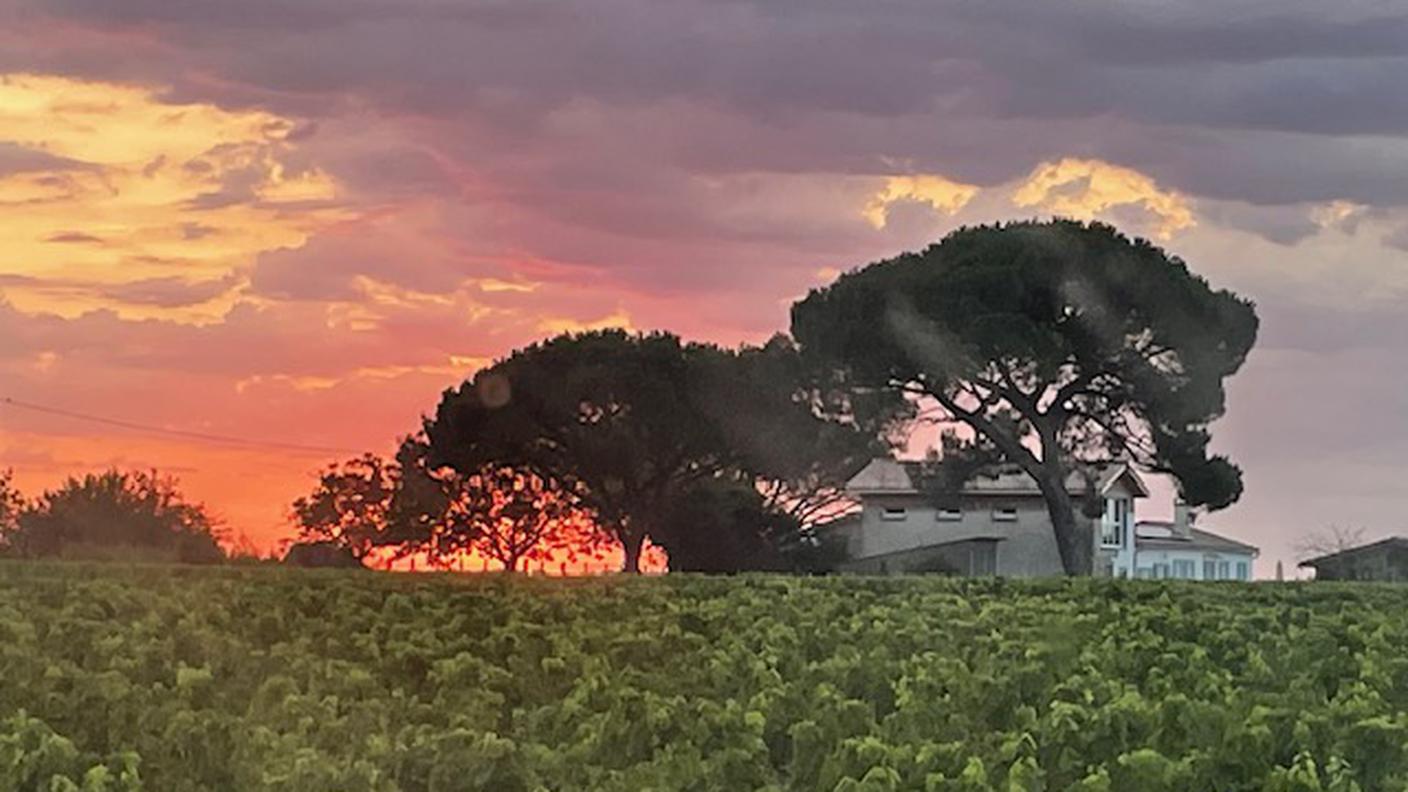 La vigna a Moulis en Medoc