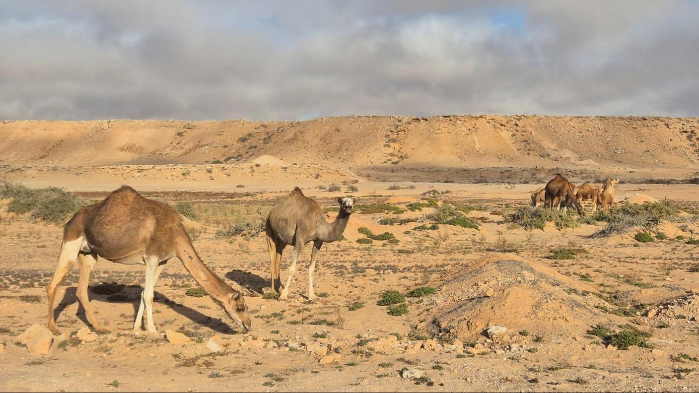 Giorno 86 - Sahara occidentale