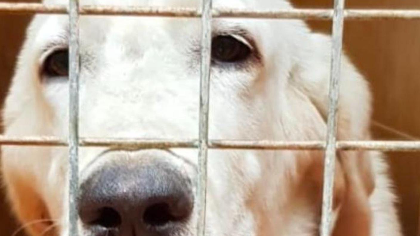 cane abbandonato