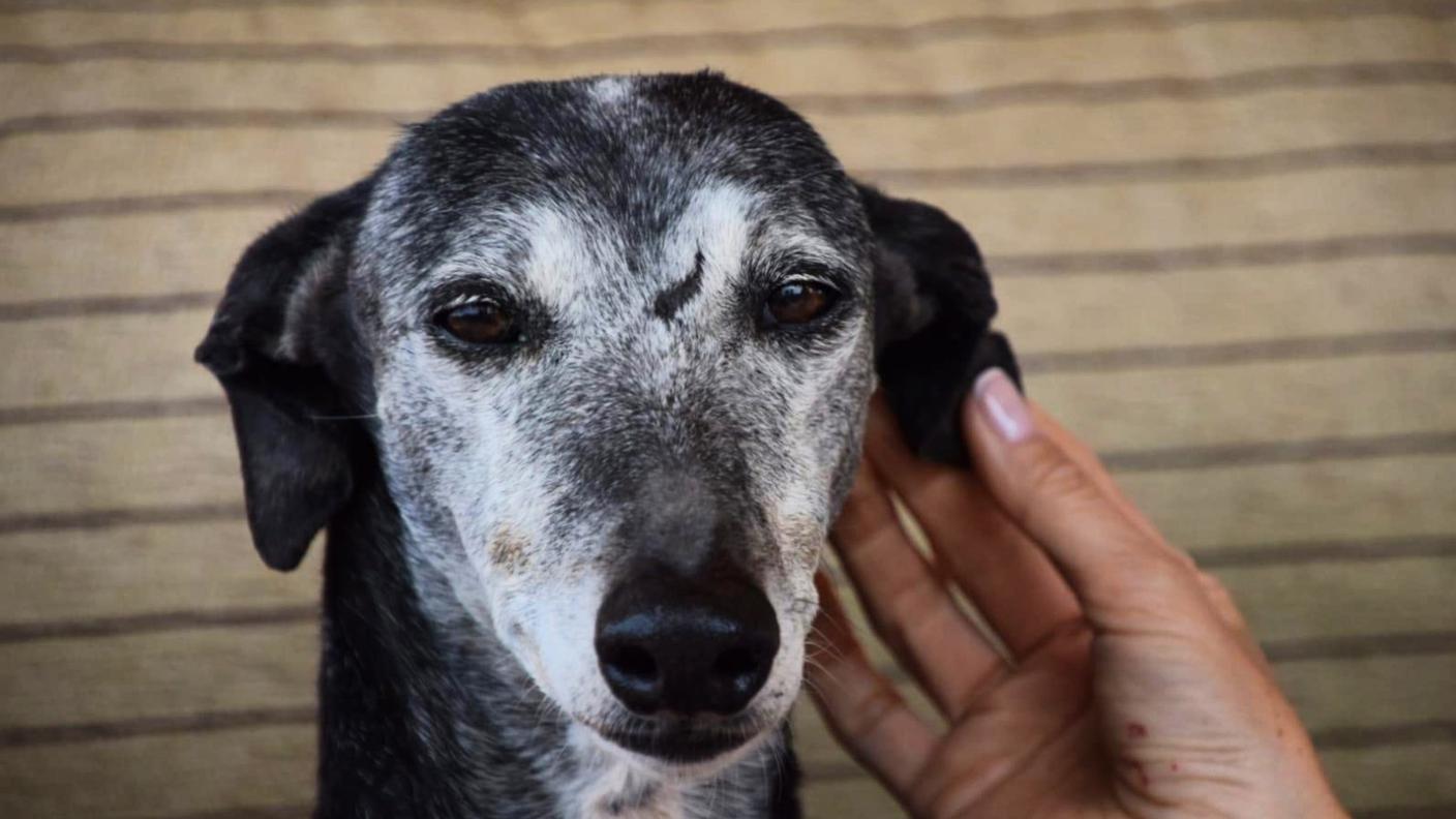 Cane abbandonato