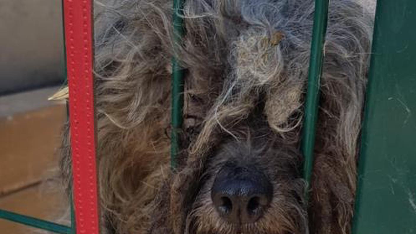 cane abbandonato