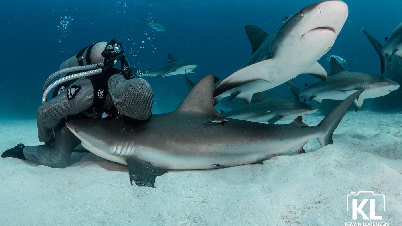 Kissing a shark Kewin Lorenzen low Cristina Zenato (dettaglio immagine)