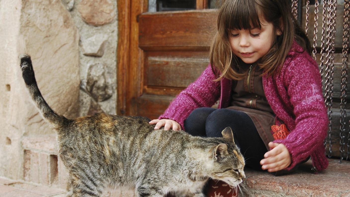 Gatto domestico, Bambino, Animale da compagnia, Ragazzine, Persone, Micio