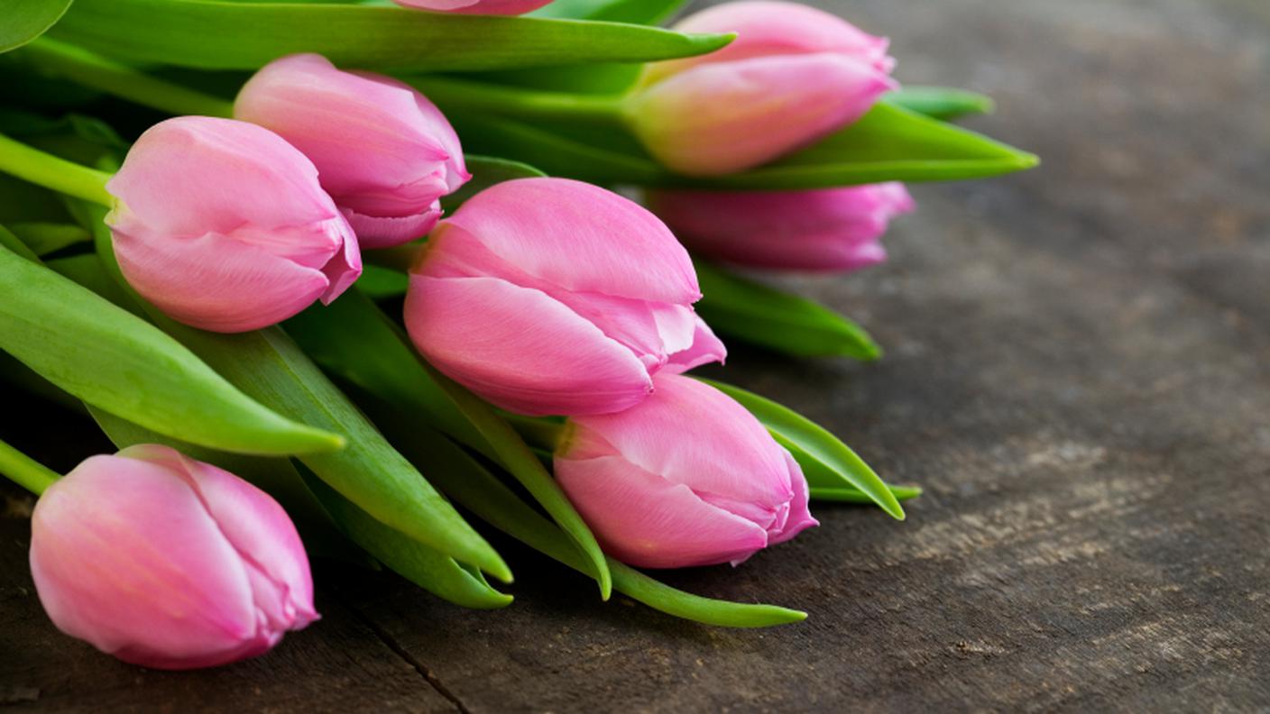 tulipani