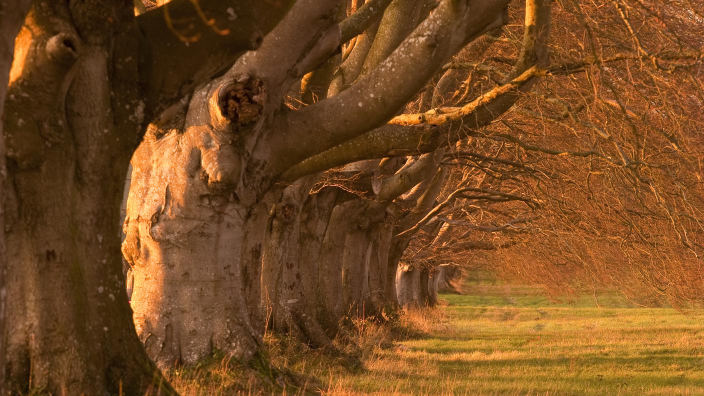 Alberato, Viale, Inverno, Albero deciduo, Dorset, Tramonto, Albero, Ramo, testamento, morte, nuova vita