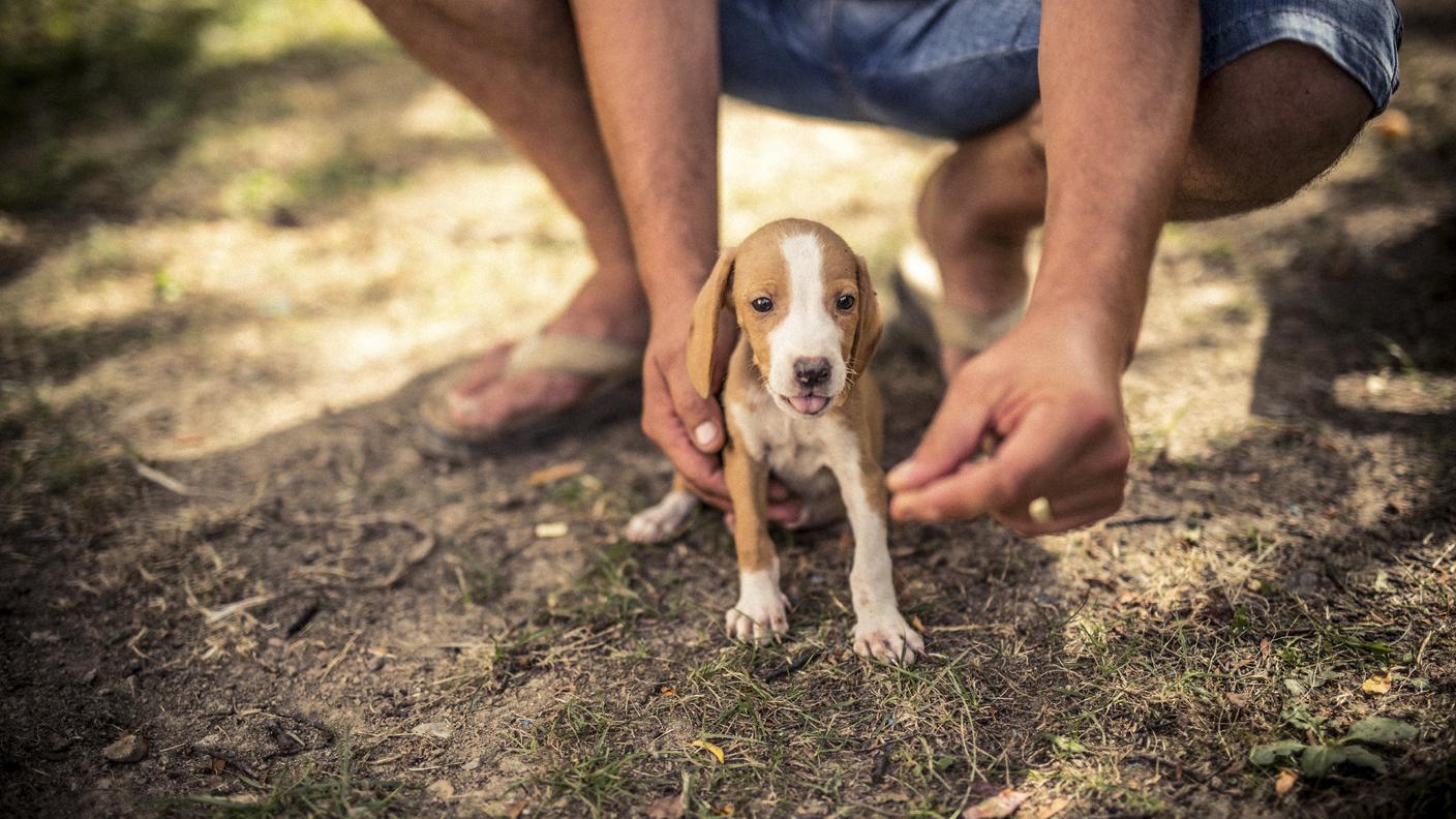 Comprare, Cane, Cagnolino, Correre, Erba