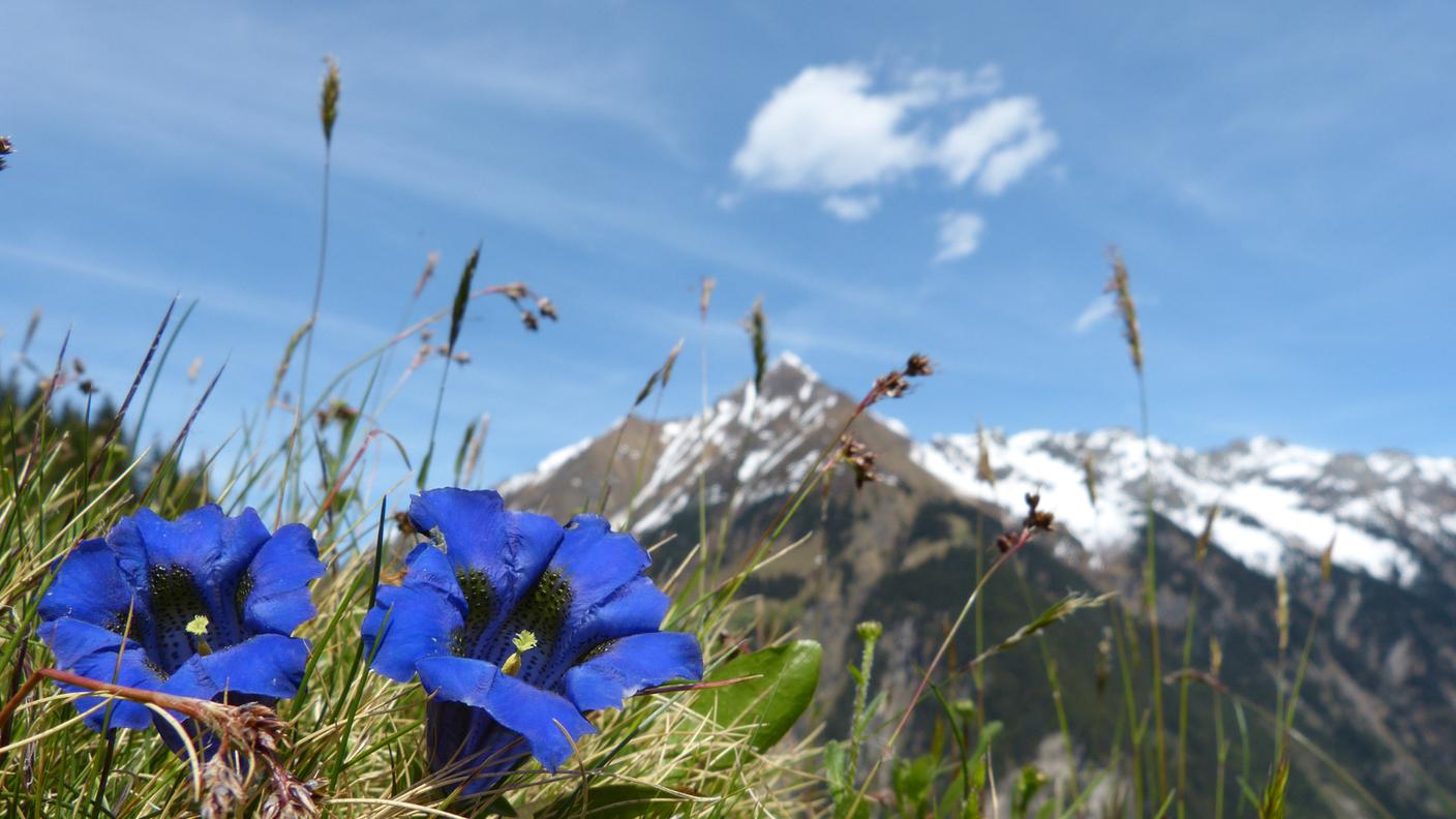 Apli, Genziana, fiori