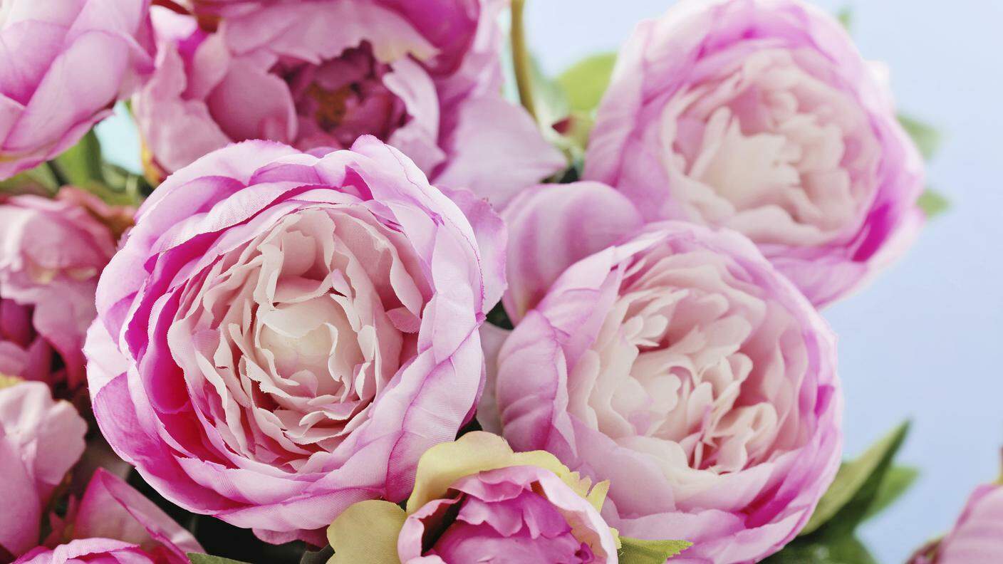 Peonia Rosa, Bouquet, mazzo di fiori