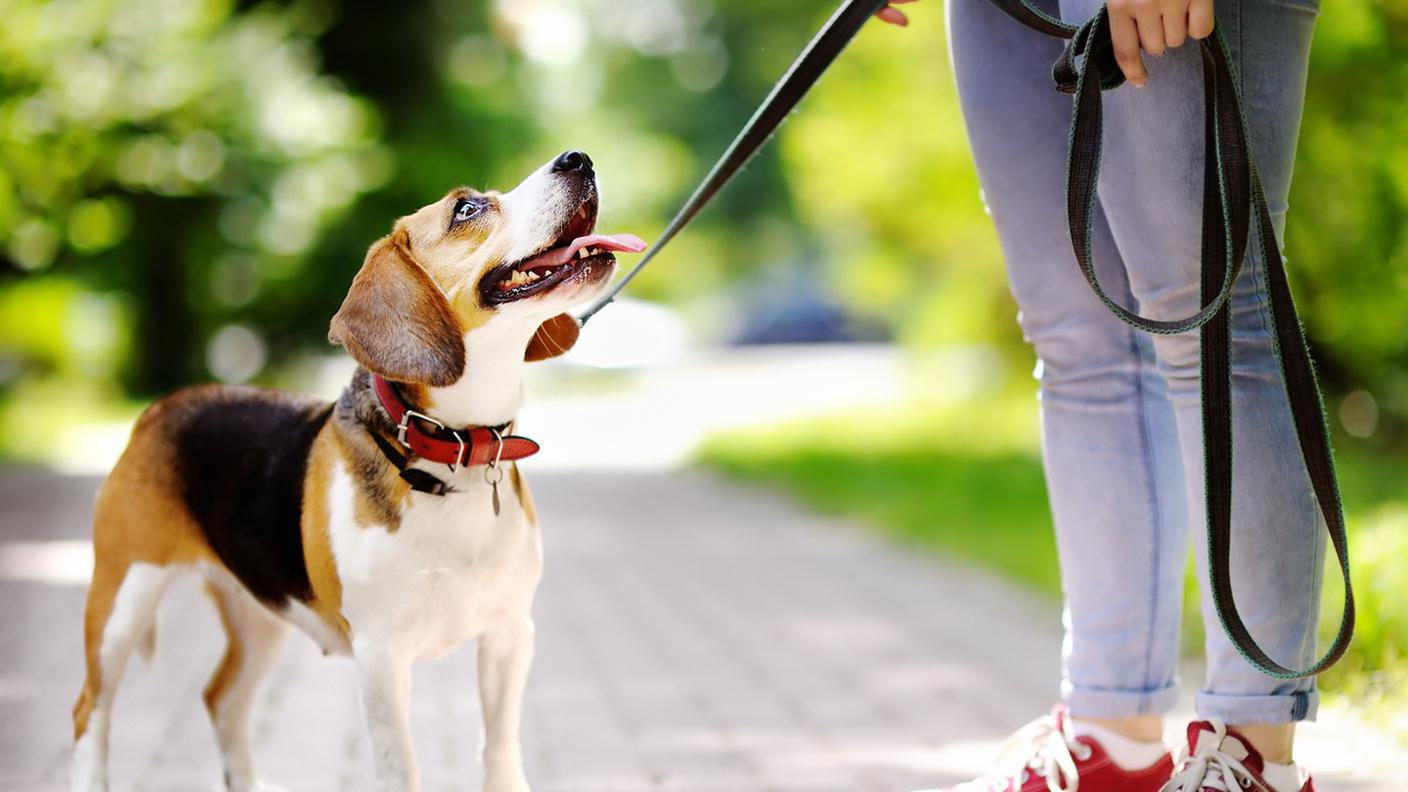 Cane, Camminare, Collare, Guinzaglio per animale, Animale da compagnia