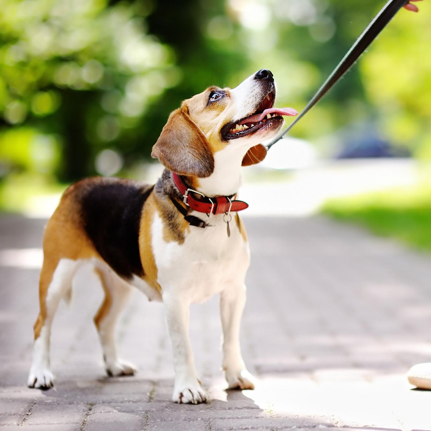 Cane, Camminare, Collare, Guinzaglio per animale, Animale da compagnia