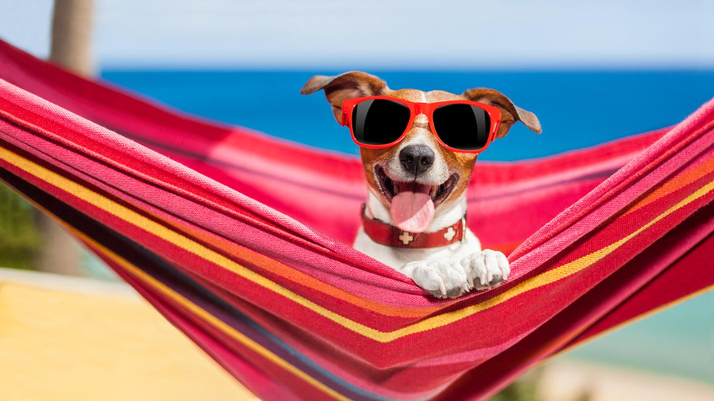 cane in vacanza