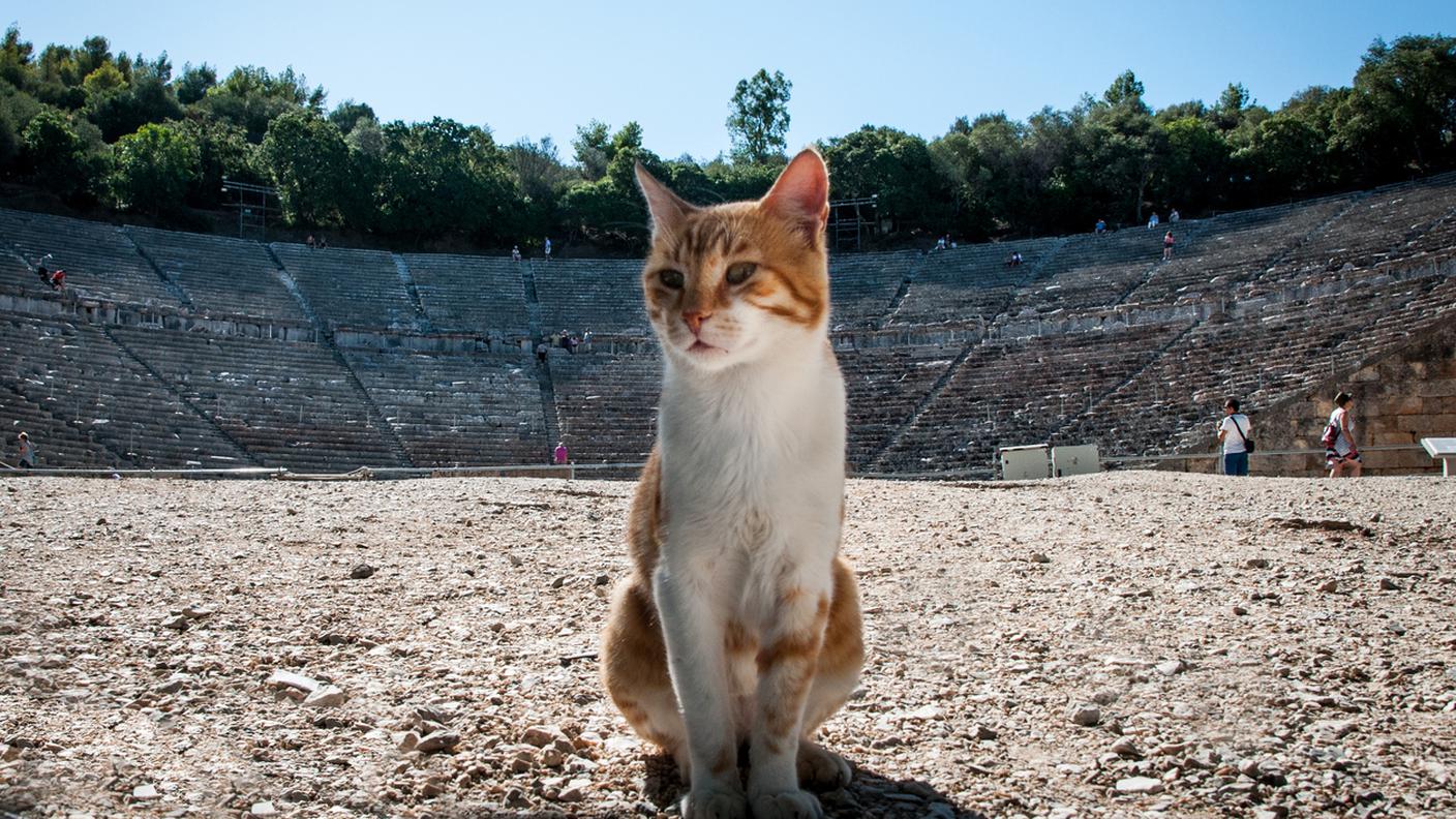 iStock-Gatto, Gracia, Anfiteatro 