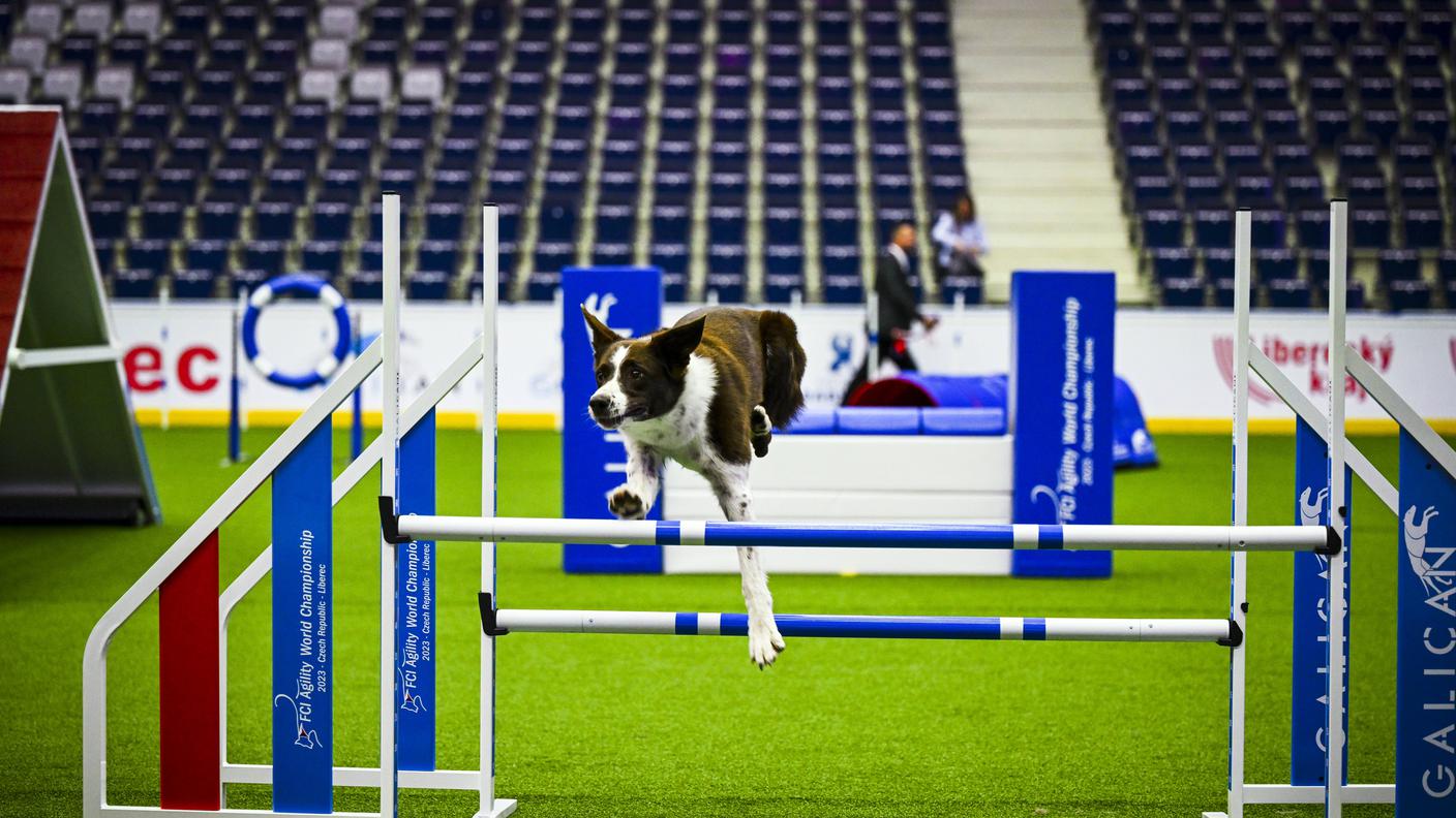 Agility dog