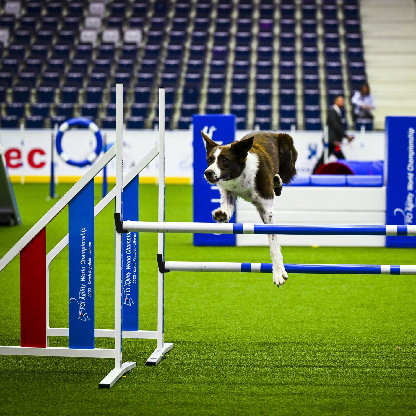 Agility dog RSI Radiotelevisione svizzera