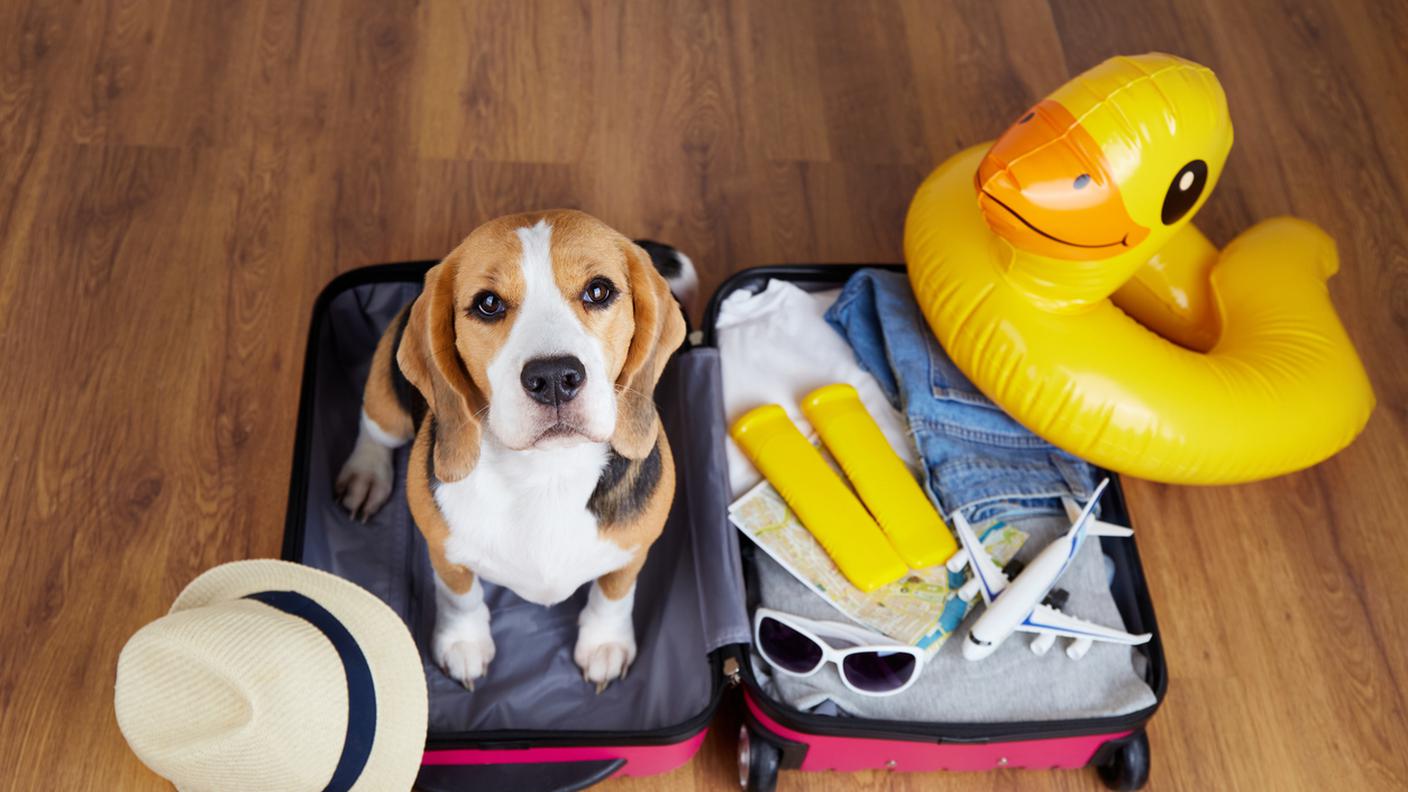 vacanza con il cane