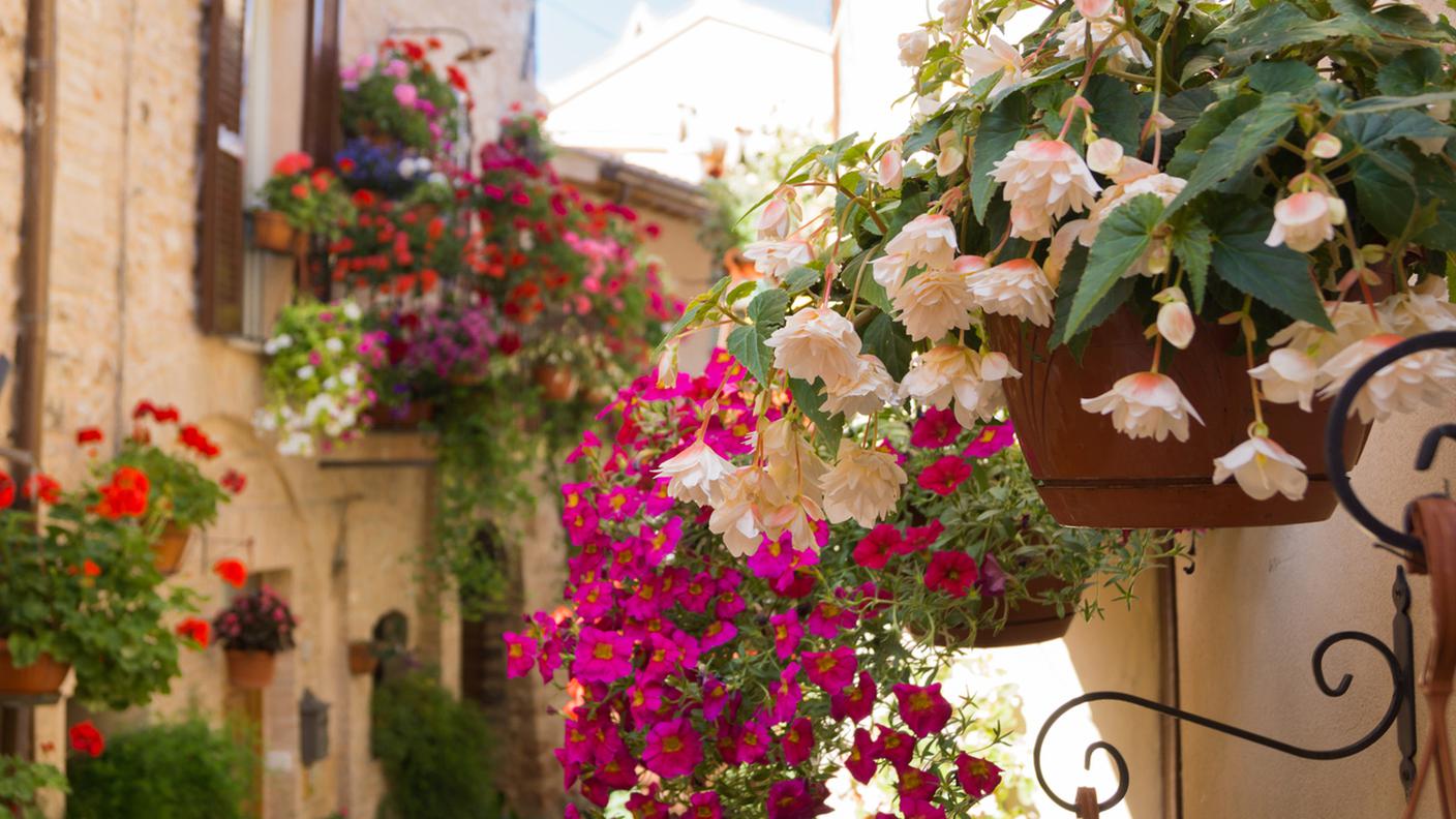 fiori