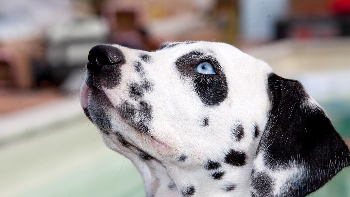 Cane