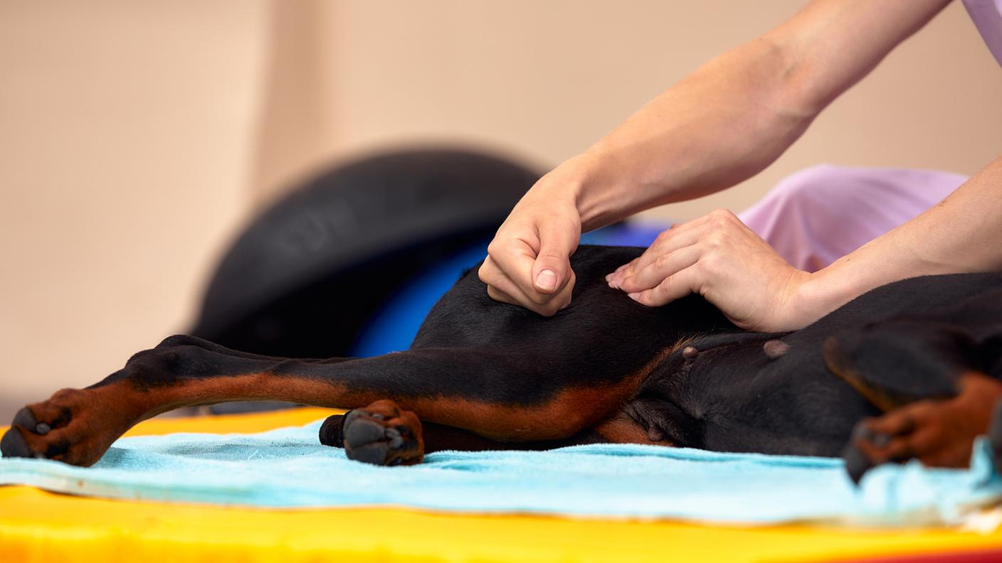 Fisioterapia per cani