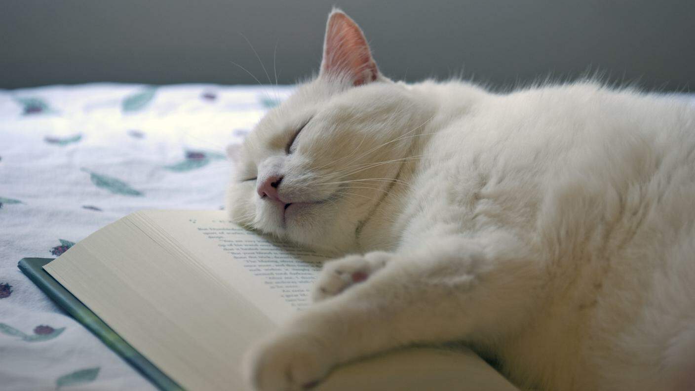 iStock-Gatto domestico, Libro, Dormire, Leggere, Bianco