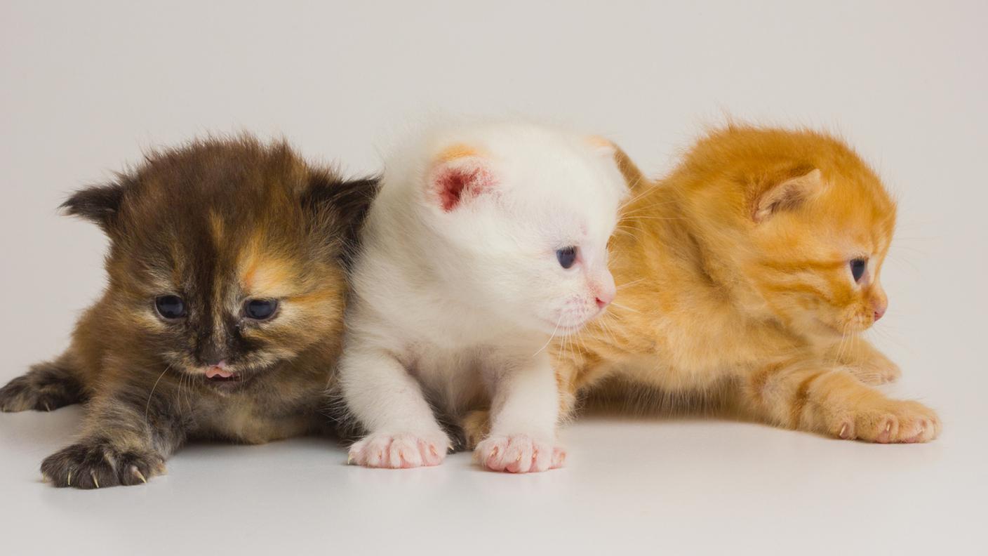 cuccioli di gatto