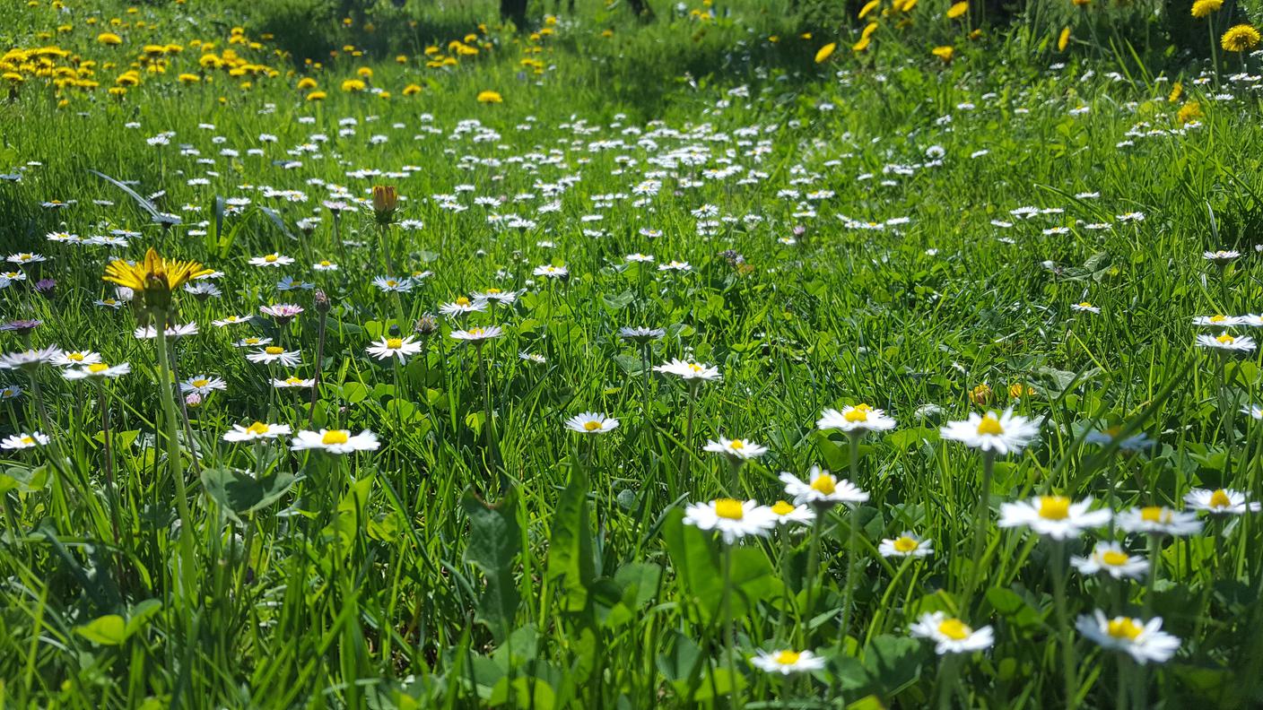 Festival della natura e della biodiversità, margherite, prato fiorito
