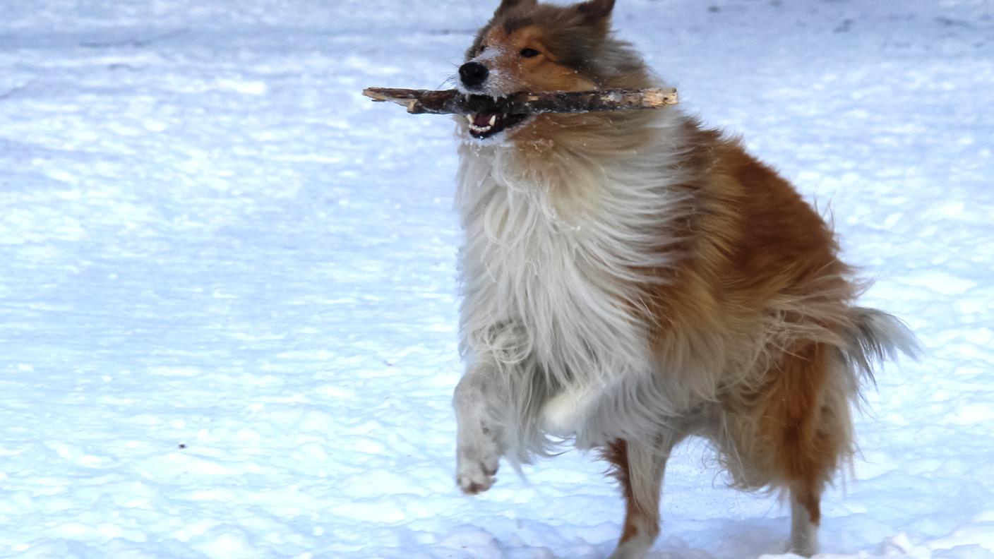 Cane che gioca nella neve