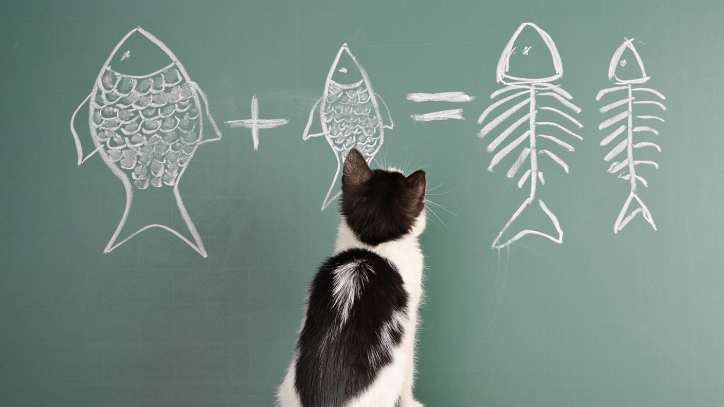 matematica, scuola, elementare, odiare, gatto, lische, pesce