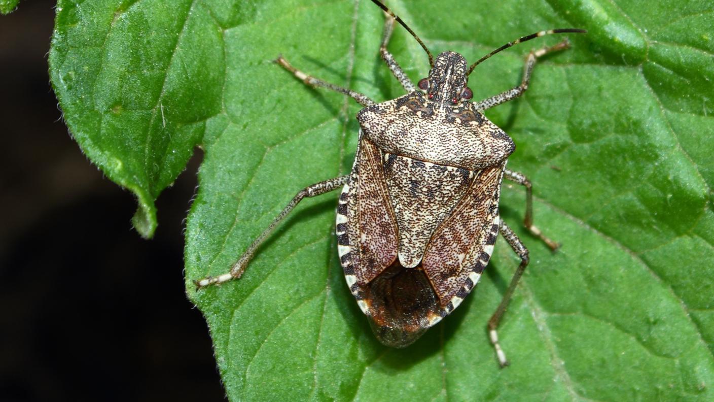 cimice