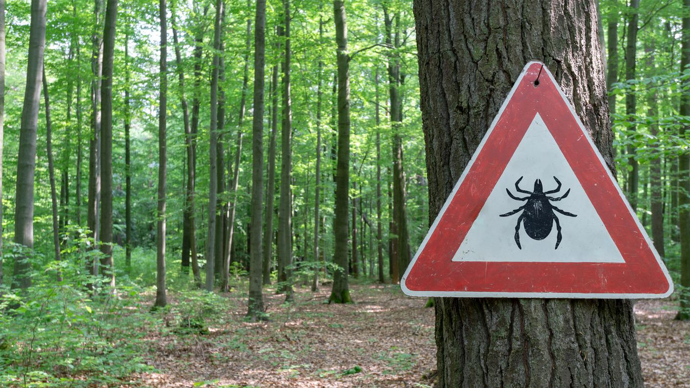 cartello, attenzione, zecche, bosco