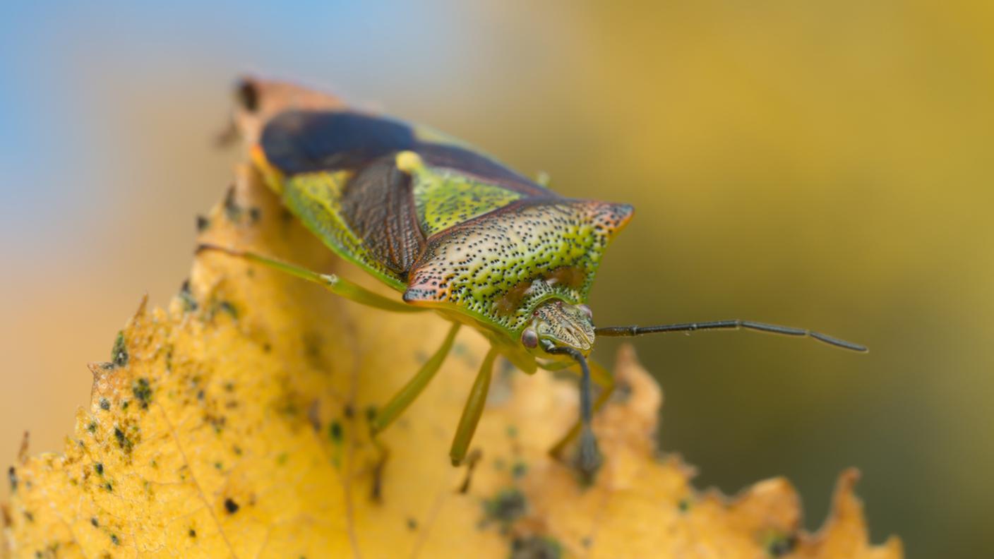 gli insetti in autunno