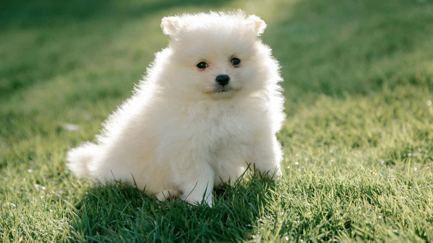 Cucciolo