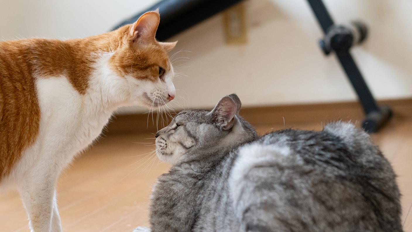 Gatti