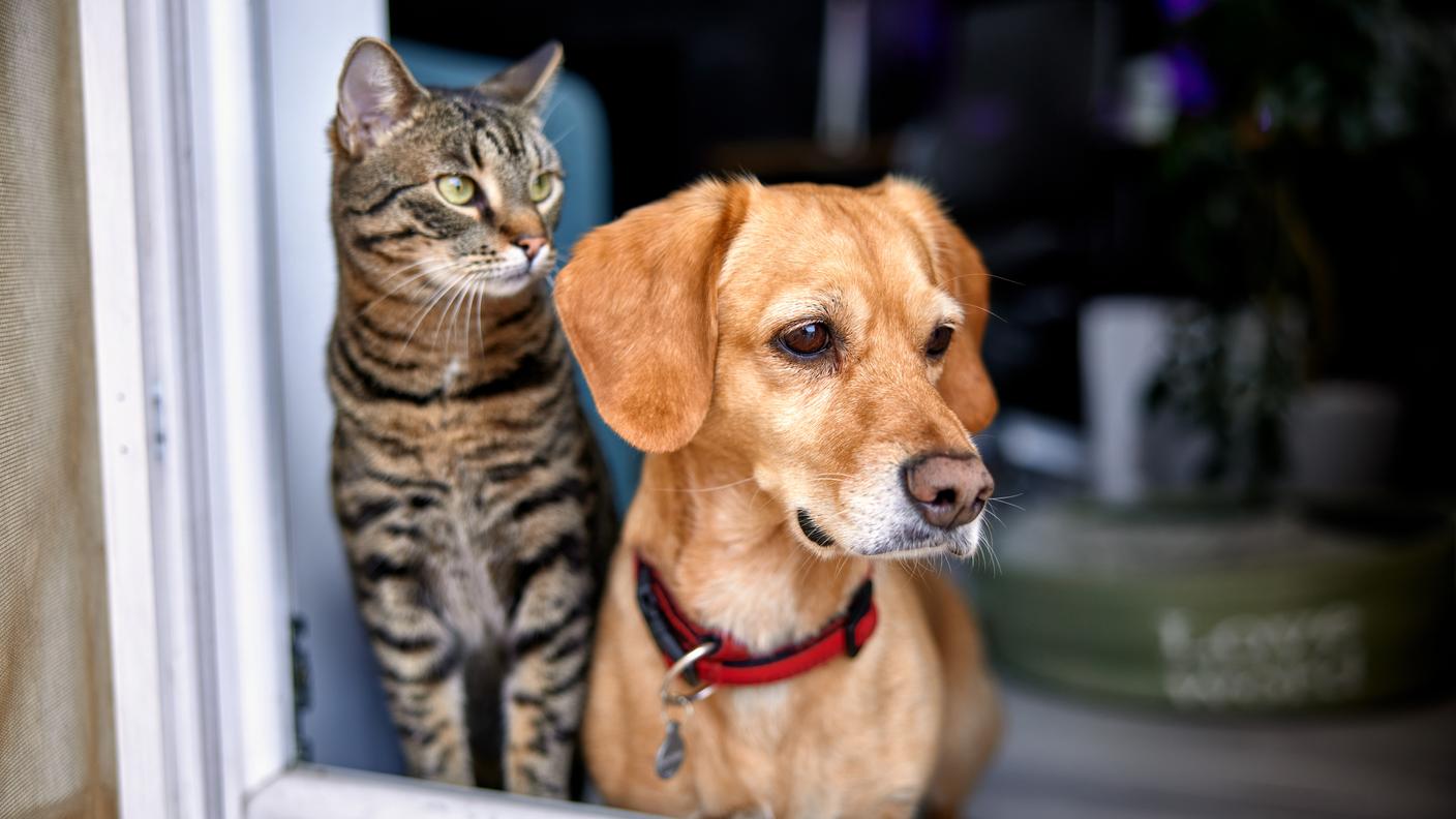 Cani e gatti