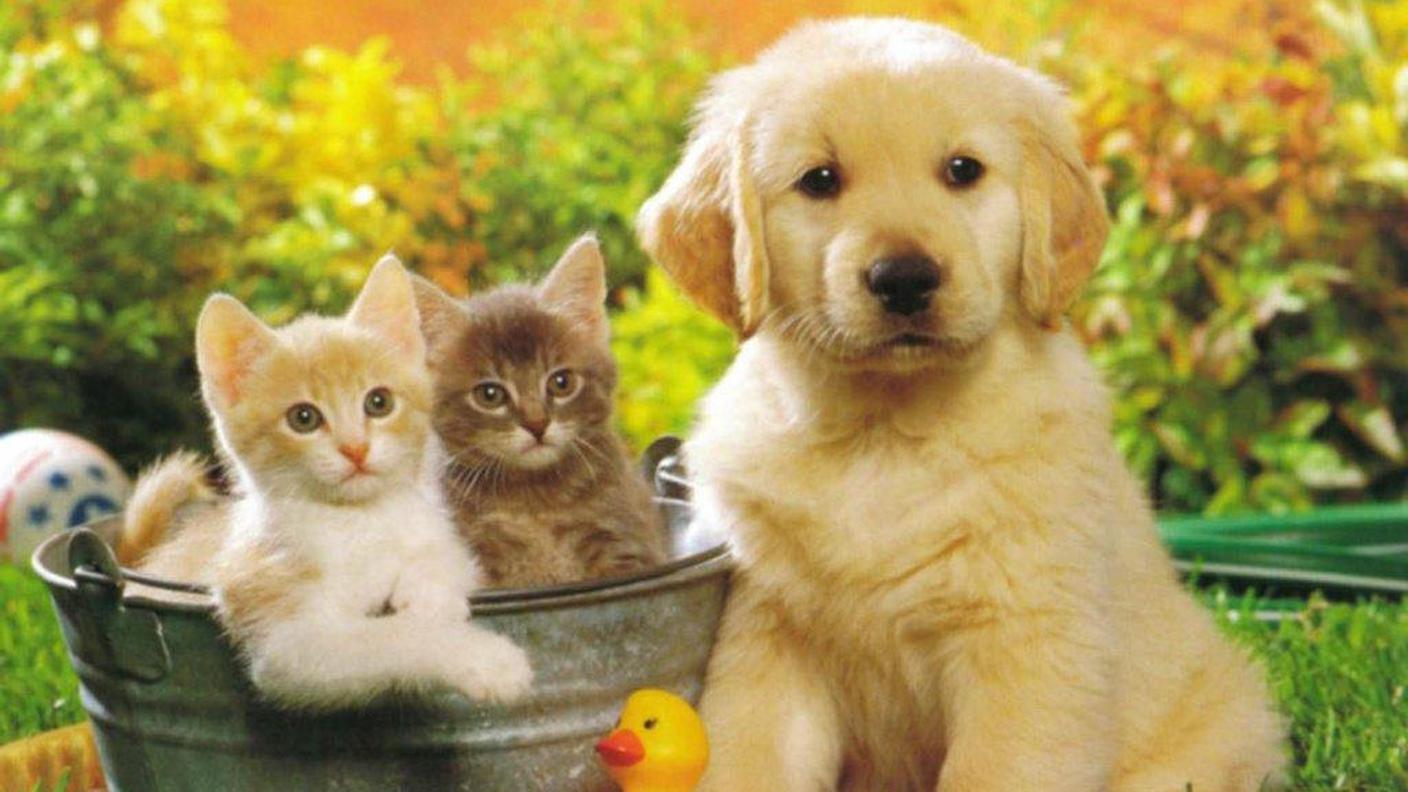 cani-e-gatti.jpg