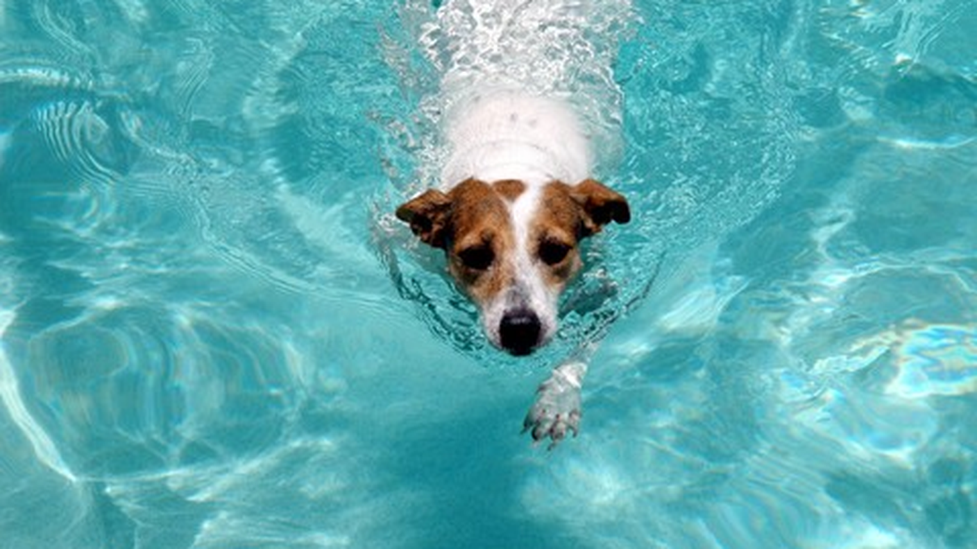cane in acqua, nuoto
