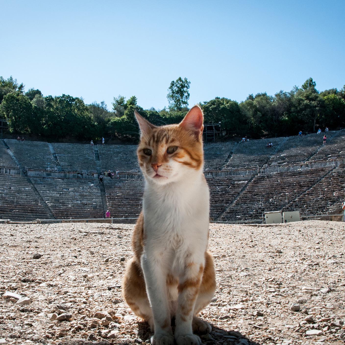 iStock-Gatto, Gracia, Anfiteatro 