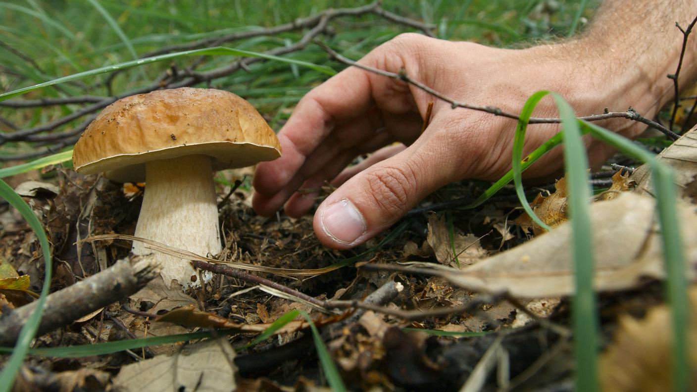La raccolta dei funghi richiede prudenza prima di consumarli