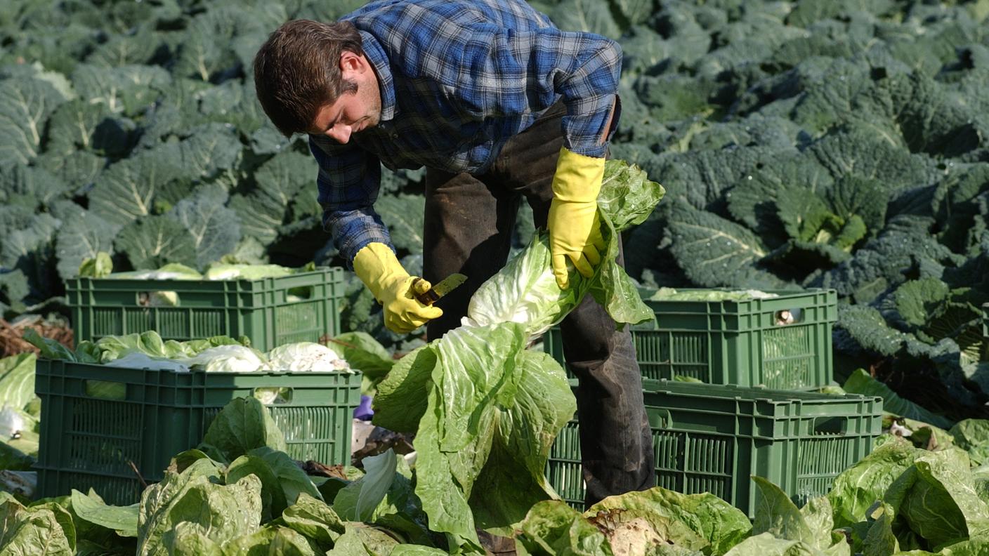 Agricoltura