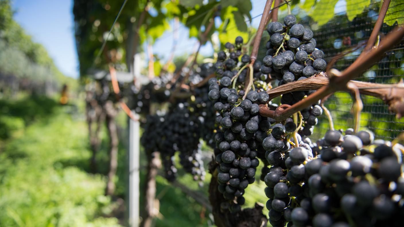 grappoli uva nera